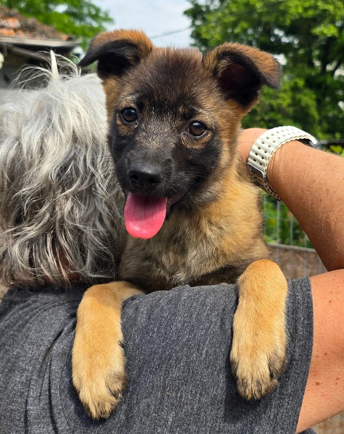 Tinka, female puppy Mixed Breed for adoption at Notfellchen Rumänien e.V.