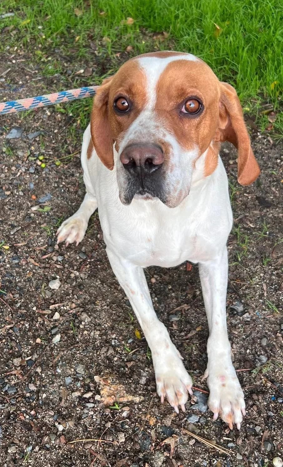 Boletus, male 4yo Mixed Breed for adoption at Notfellchen Rumänien e.V.