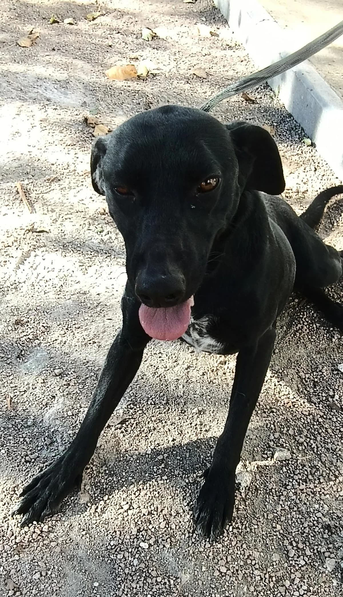 Luna, female 4yo Mixed Breed for adoption at Notfellchen Rumänien e.V.