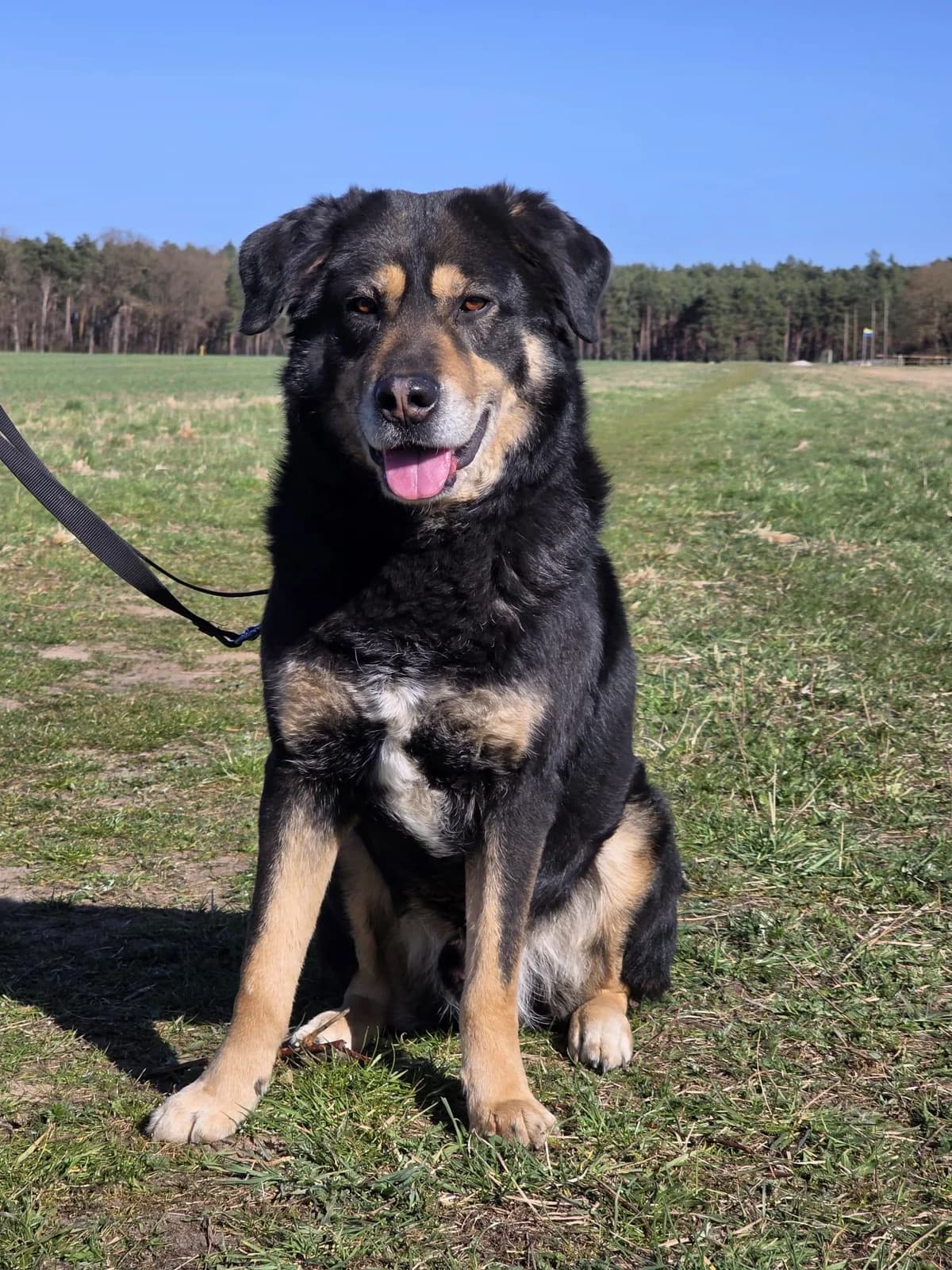 Anjou, male 6yo Mixed Breed for adoption at Notfellchen Rumänien e.V.