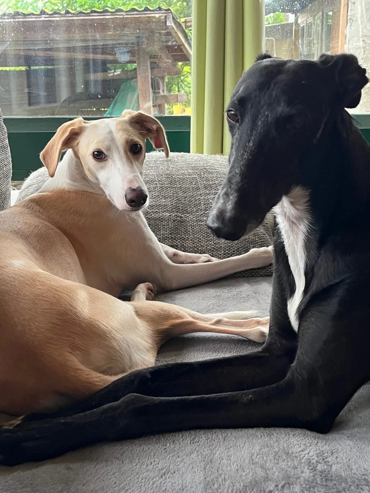 Potter & Pepe, male 7yo Galgo Español for adoption at Notfellchen Rumänien e.V.