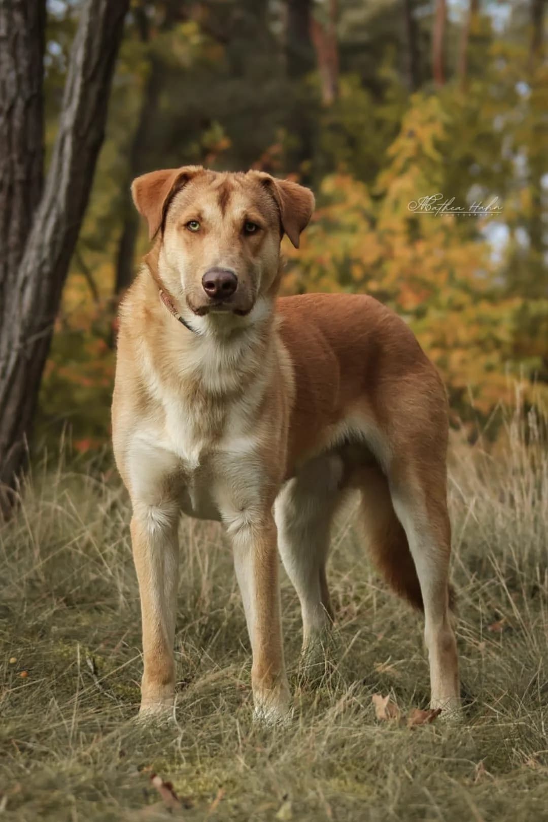 Wudy, male young Mixed Breed for adoption at Notfellchen Rumänien e.V.