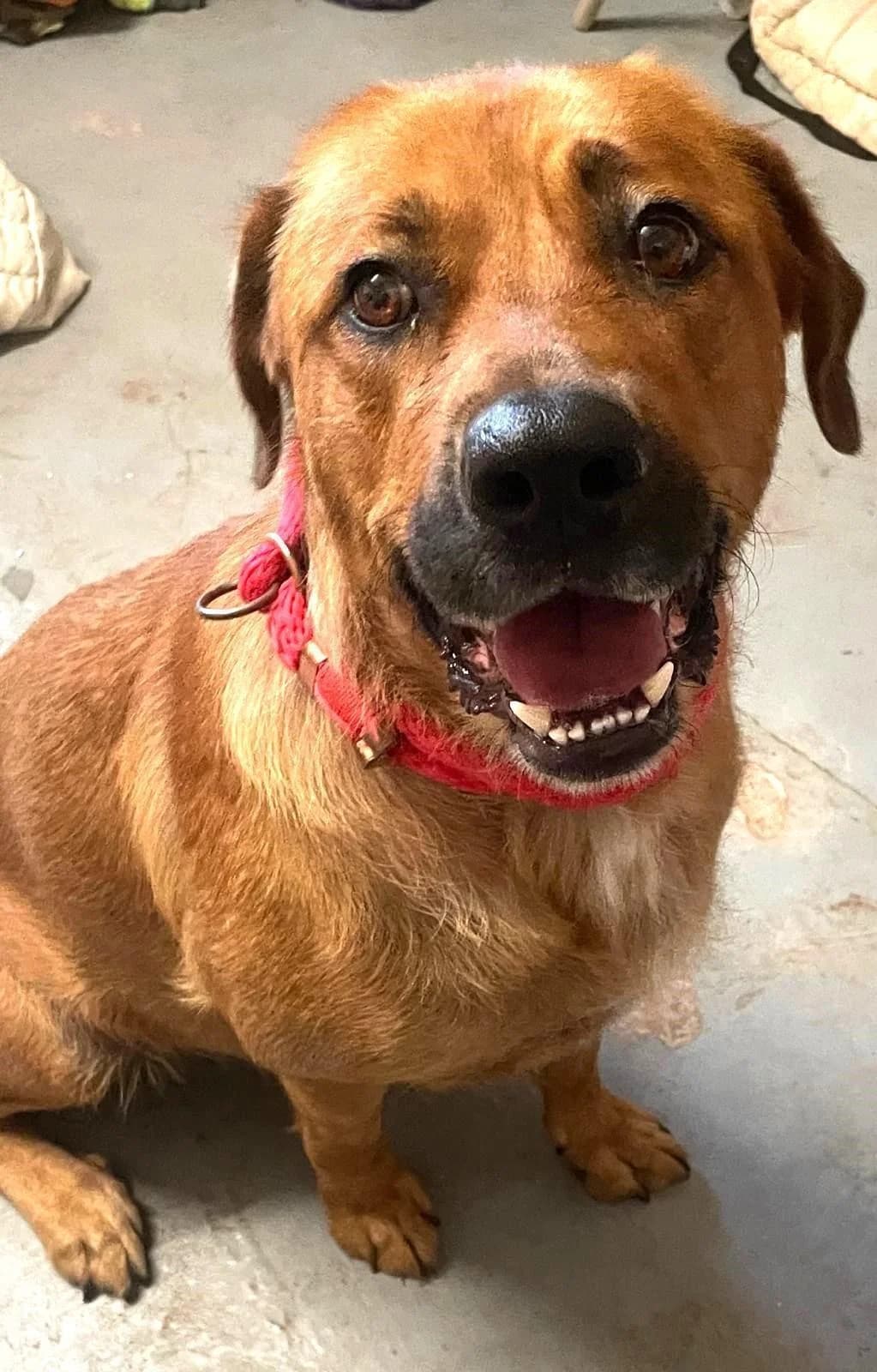 GANESH, female 5yo Labrador Retriever for adoption at Notfellchen Rumänien e.V.