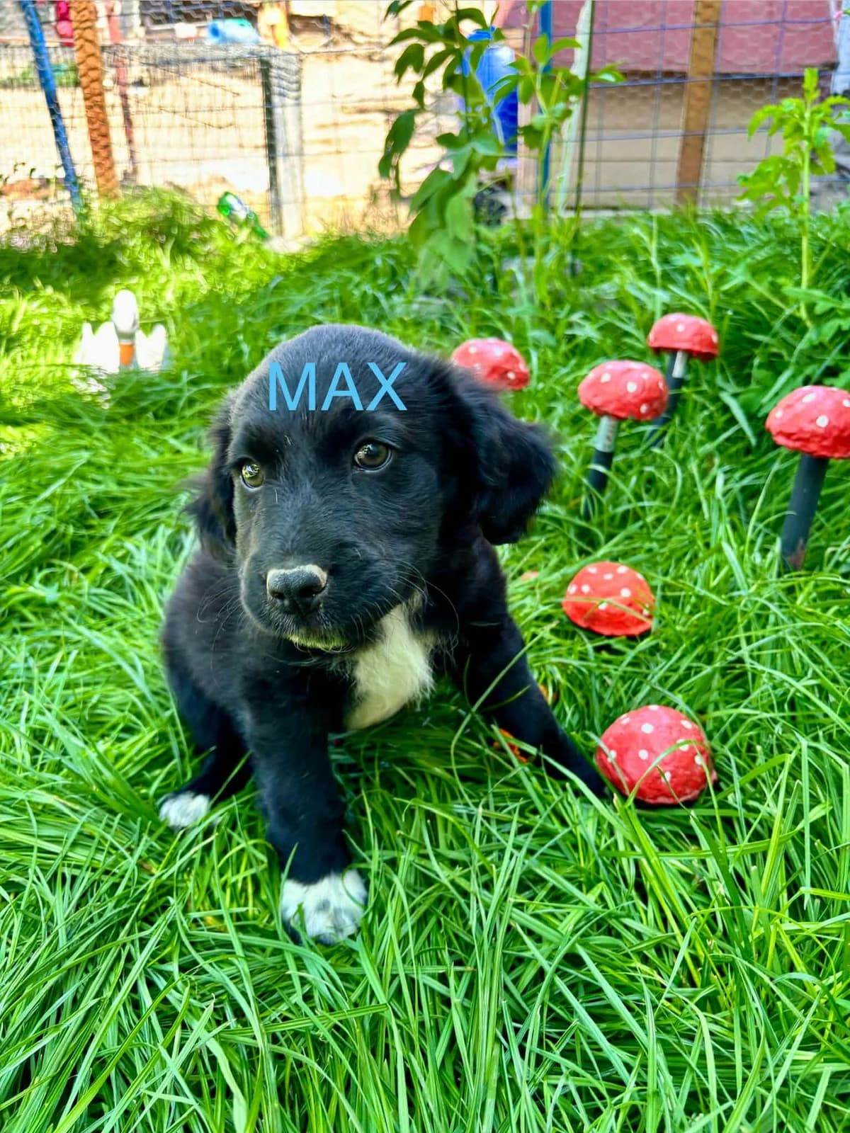 Max Welpe, male puppy Mixed Breed for adoption at Notfellchen Rumänien e.V.