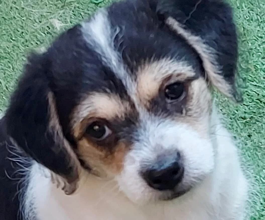Luise, female puppy Mixed Breed for adoption at Notfellchen Rumänien e.V.