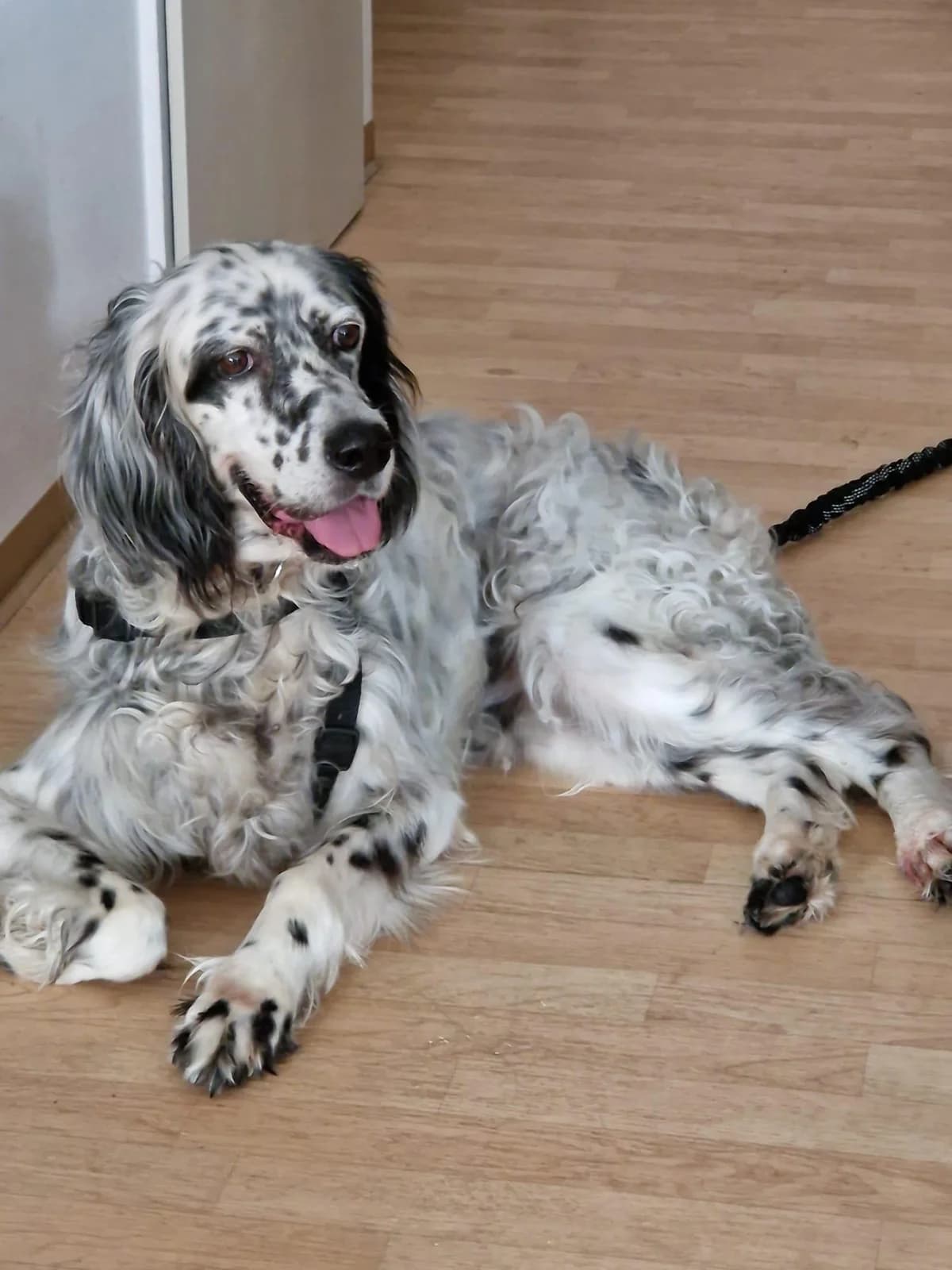 Roula, female senior Mixed Breed for adoption at Notfellchen Rumänien e.V.