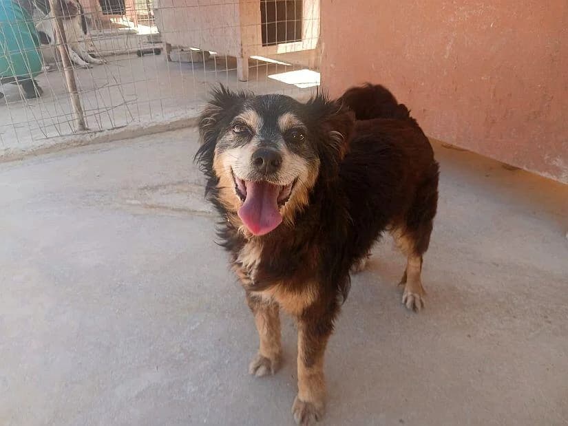 Jota, female senior Mixed Breed for adoption at Notfellchen Rumänien e.V.