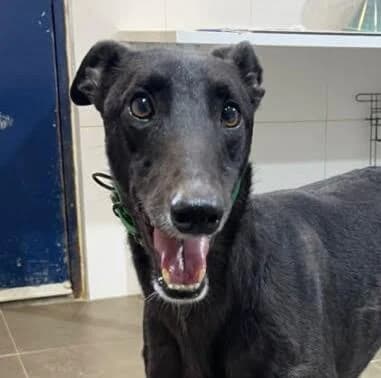 Lucero5, female young Galgo Español for adoption at Notfellchen Rumänien e.V.