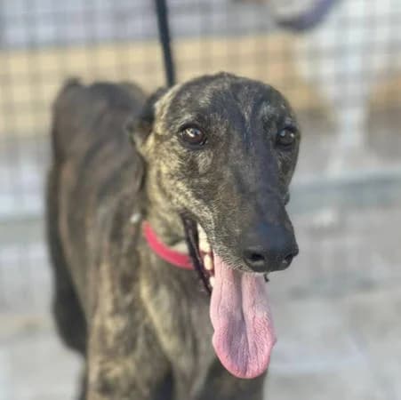 Fröhlicher Roncola1, male young Galgo Español for adoption at Notfellchen Rumänien e.V.