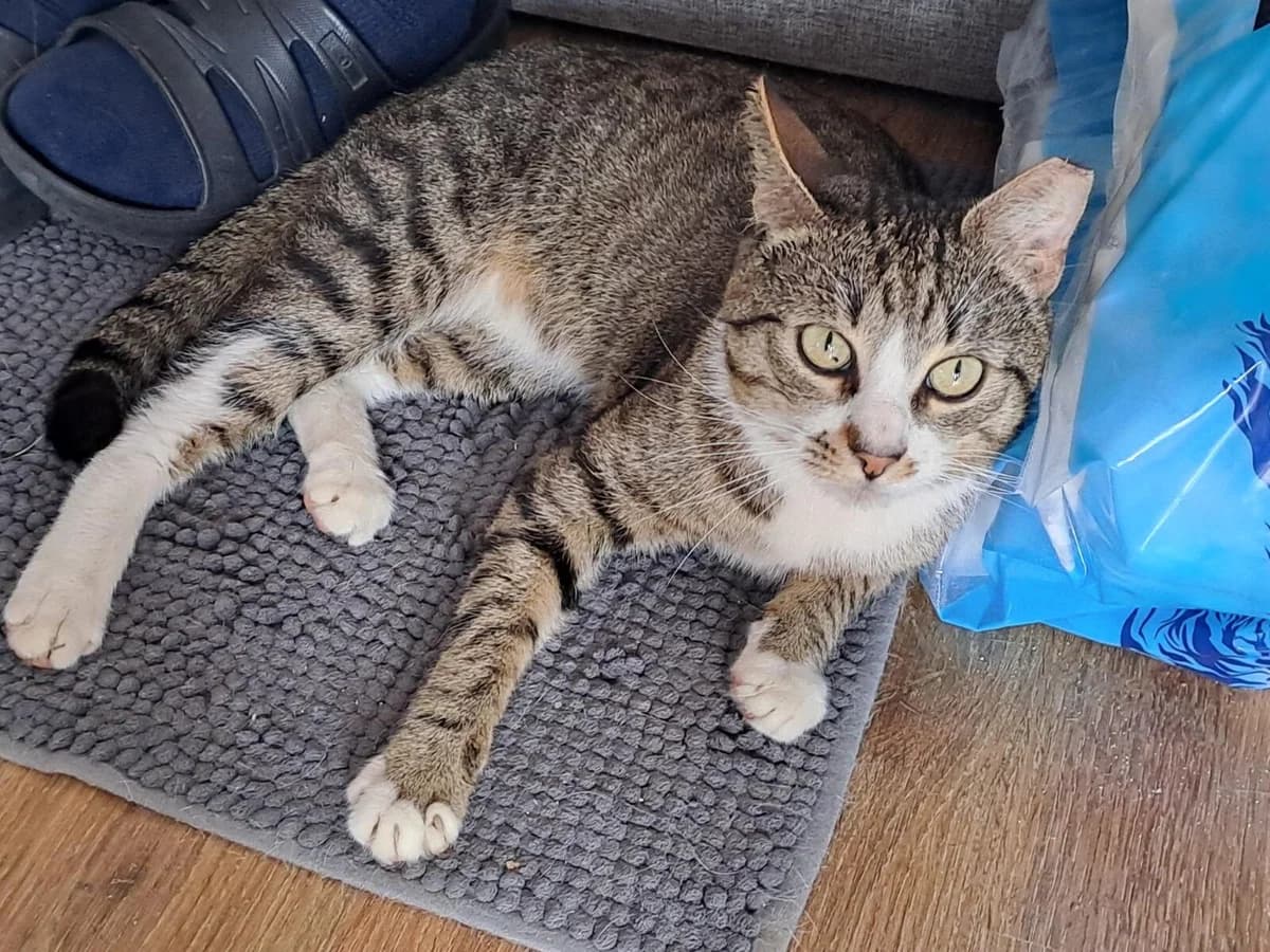 Tomita, male young Mixed Breed Cat for adoption at Notfellchen Rumänien e.V.