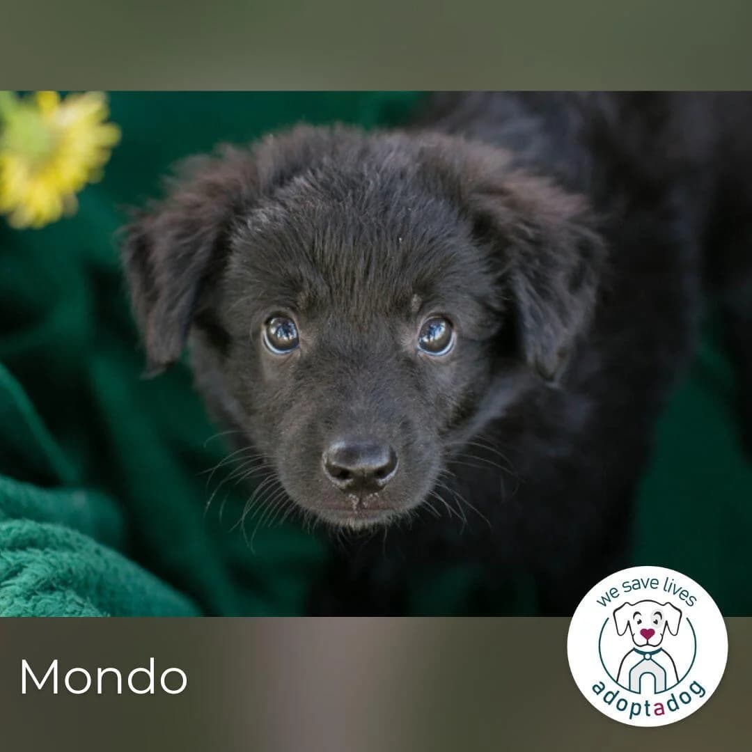 Mondo, male puppy Mixed Breed for adoption at Notfellchen Rumänien e.V.