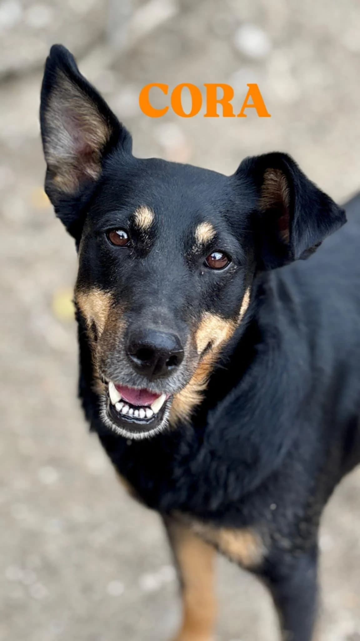 Cora, senior Mixed Breed for adoption at Notfellchen Rumänien e.V.