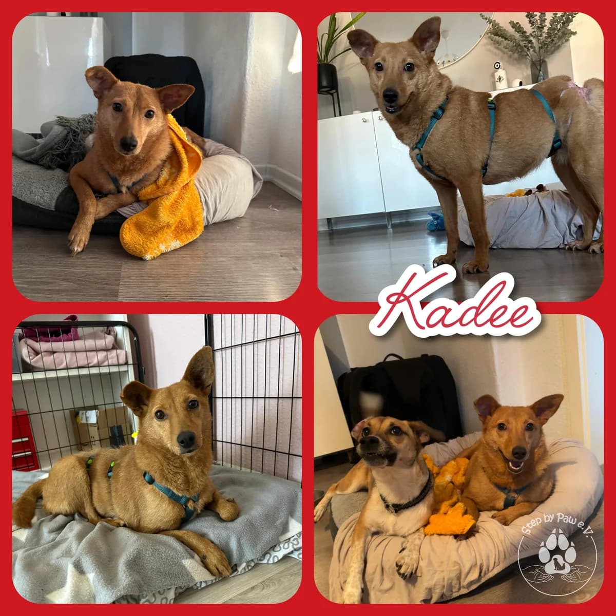 Kadee, female 5yo Mixed Breed for adoption at Notfellchen Rumänien e.V.