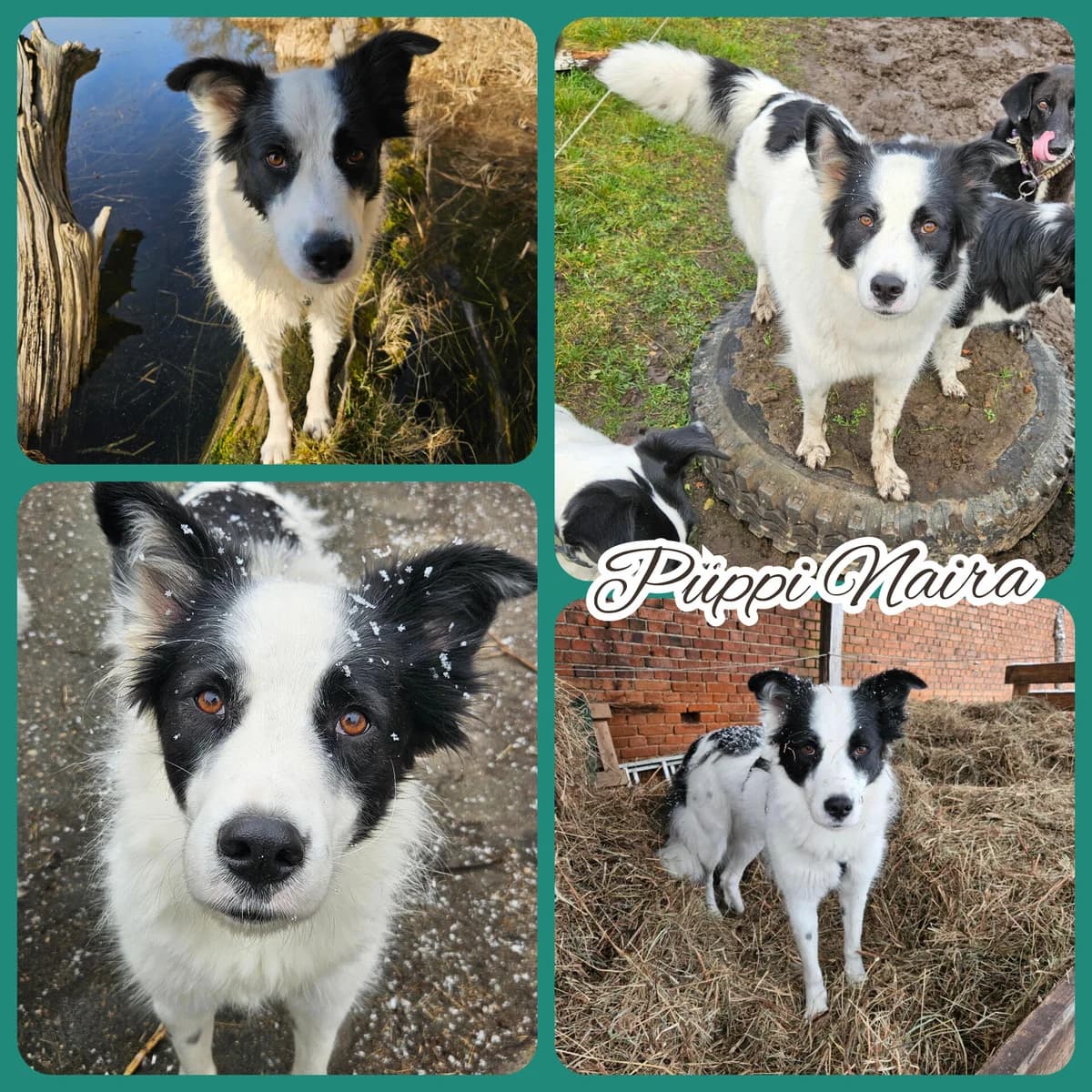 Naira wünscht sich, female 4yo Border Collie for adoption at Notfellchen Rumänien e.V.