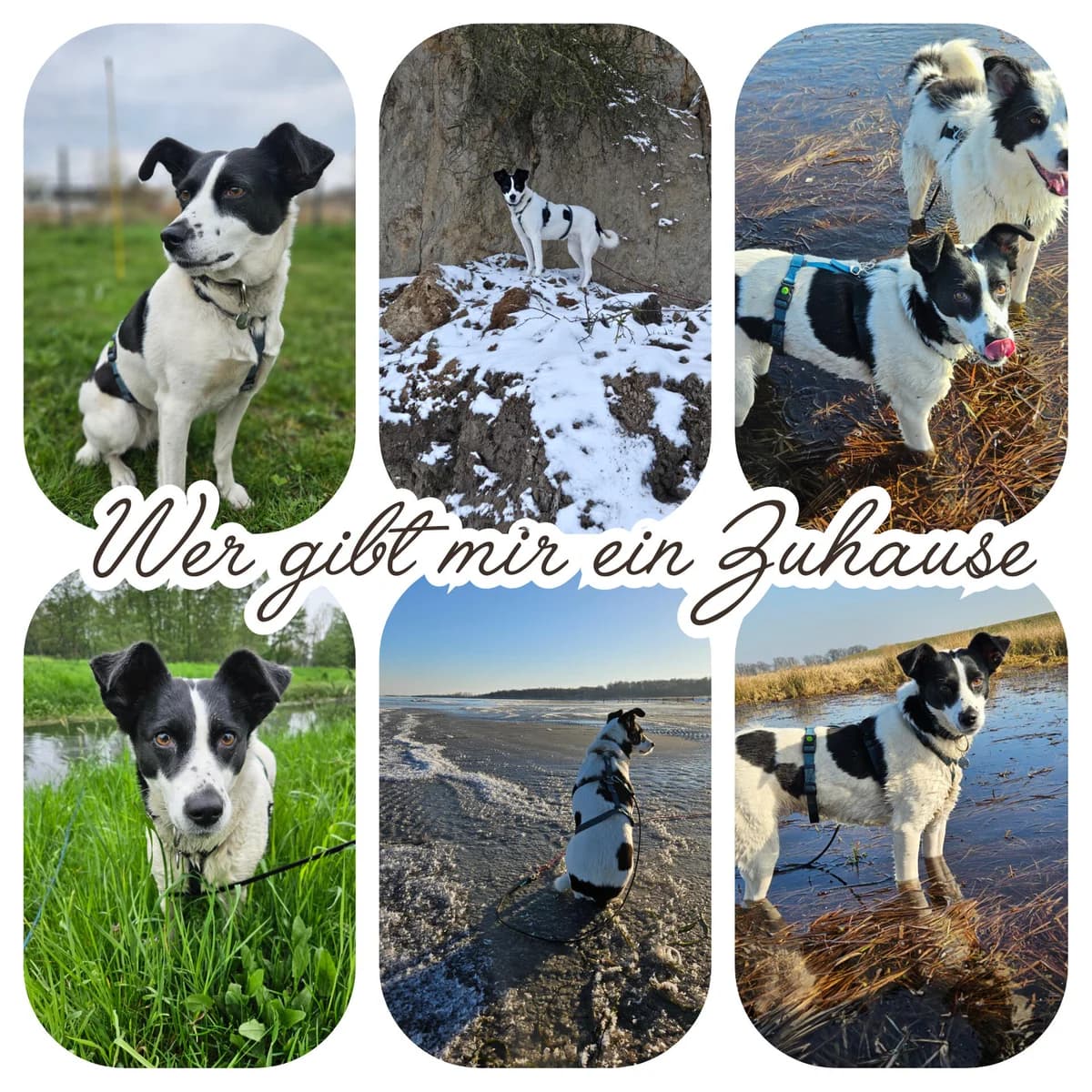 Mäuschen Zita, female 3yo Mixed Breed for adoption at Notfellchen Rumänien e.V.