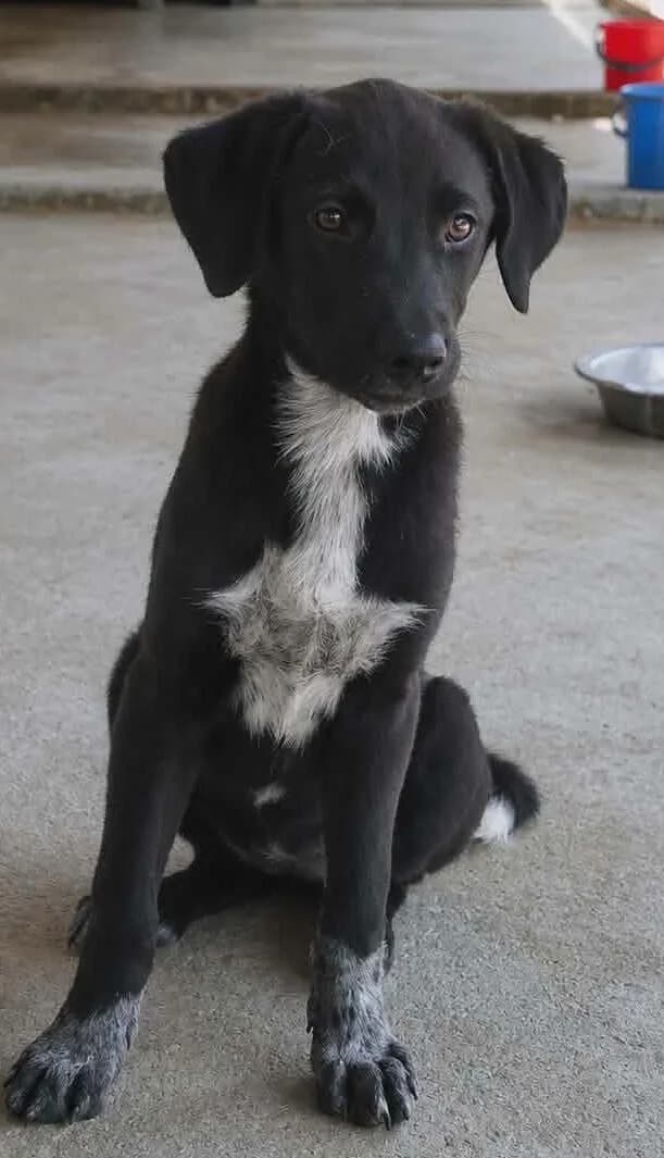 Ava der kleine Engel, female puppy Mixed Breed for adoption at Notfellchen Rumänien e.V.