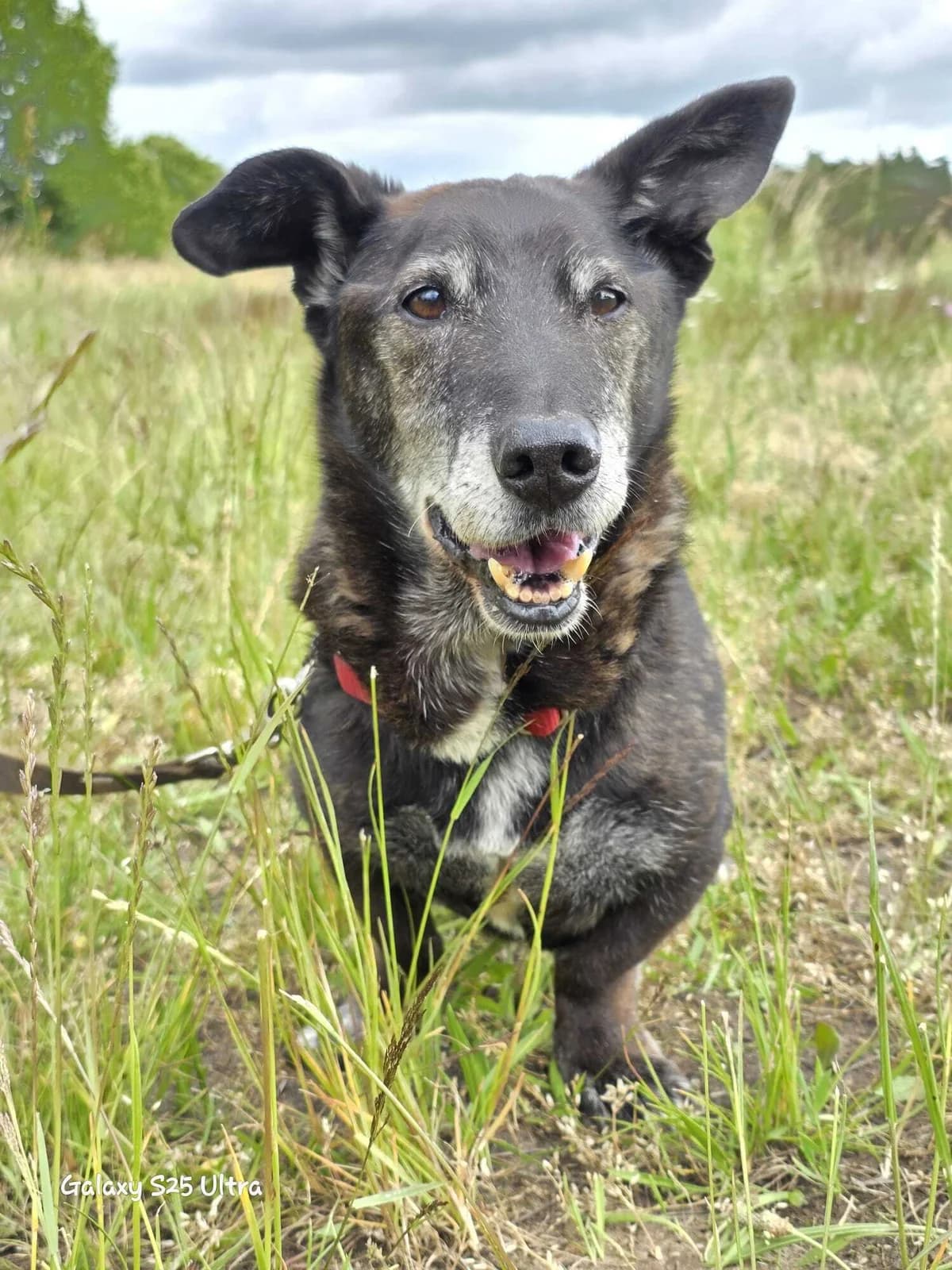 Horsti, male senior Mixed Breed for adoption at Notfellchen Rumänien e.V.