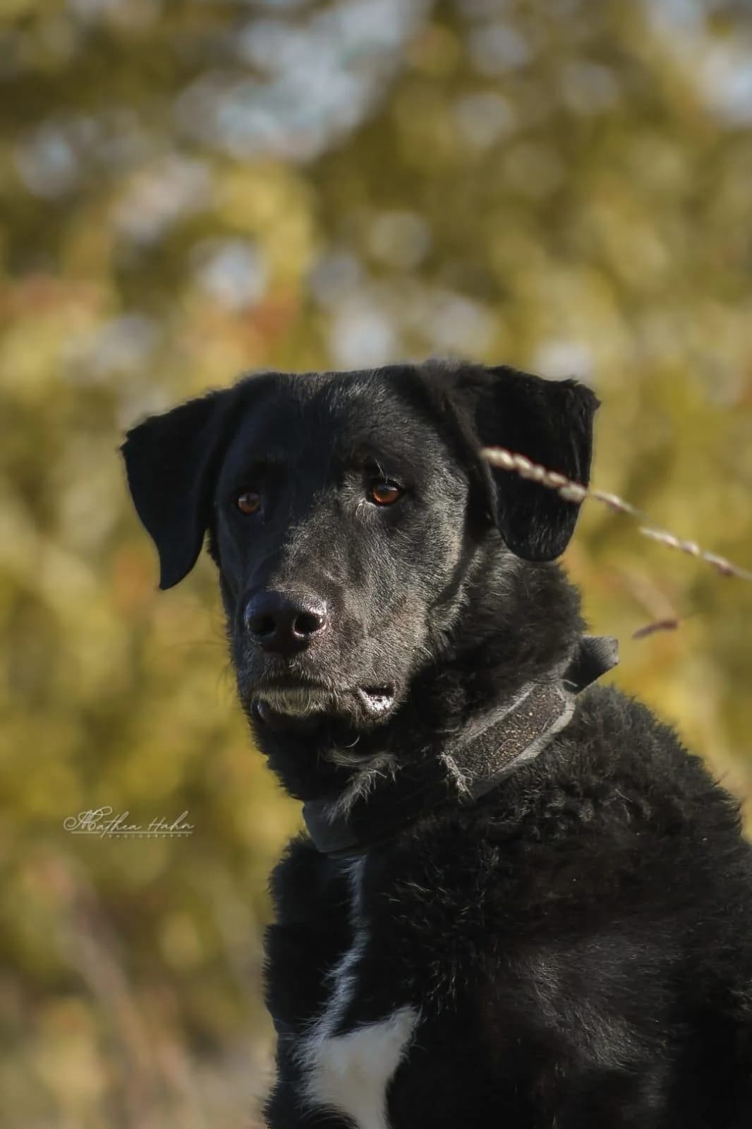 Ono, male young Mixed Breed for adoption at Notfellchen Rumänien e.V.