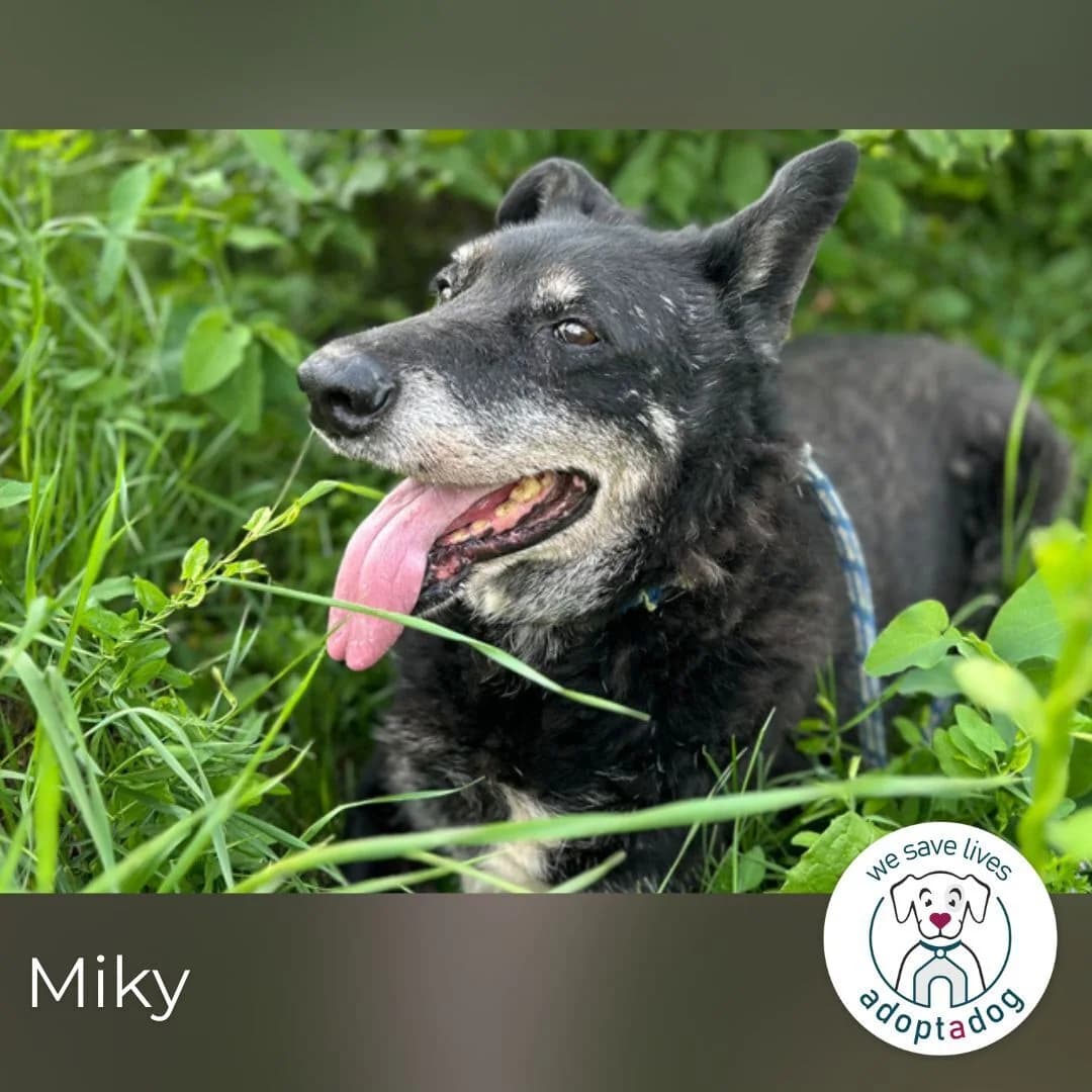 Miky, male senior Mixed Breed for adoption at Notfellchen Rumänien e.V.
