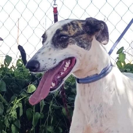 Sanfte Chelo1, female young Galgo Español for adoption at Notfellchen Rumänien e.V.