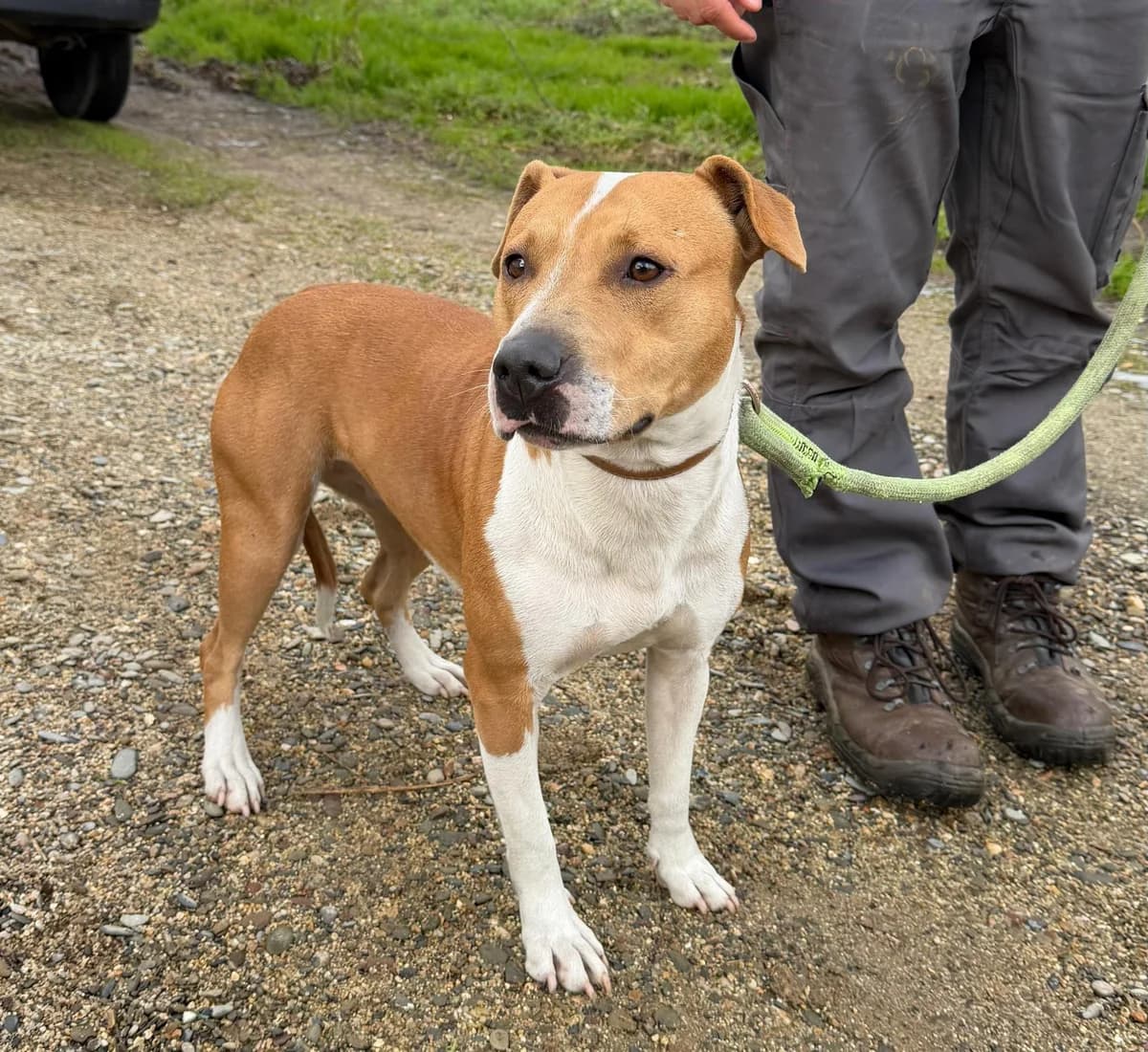 Candela, female young Mixed Breed for adoption at Notfellchen Rumänien e.V.