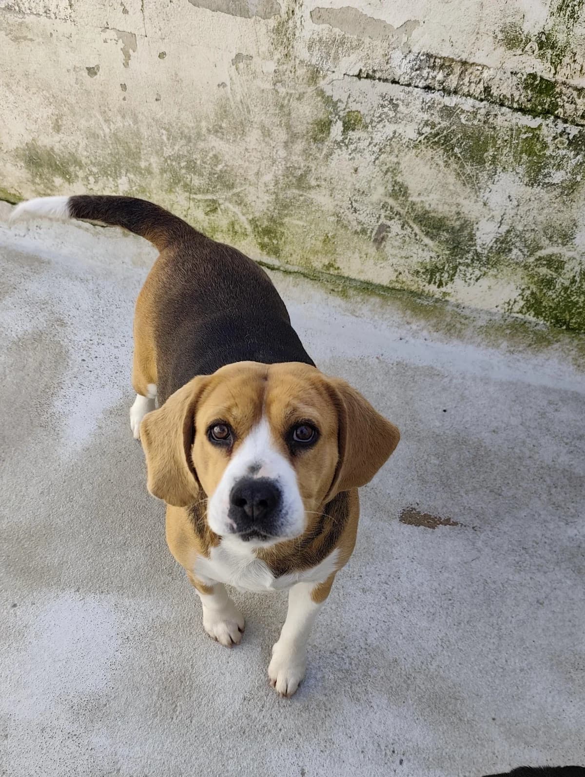 Mel, female 6yo Beagle for adoption at Notfellchen Rumänien e.V.