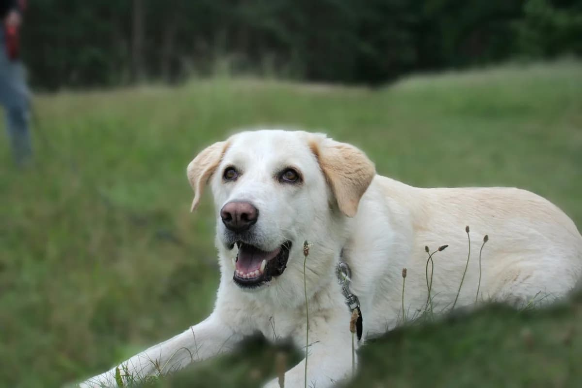 Mary, female 7yo mixed breed for adoption at Notfellchen Rumänien e.V.