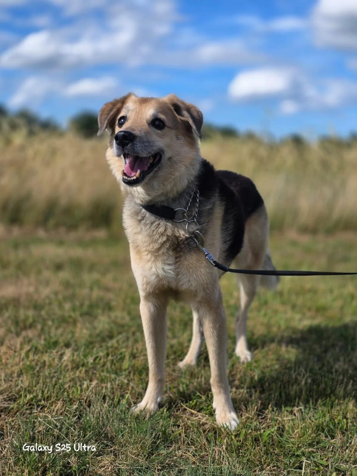 Karden, male senior Mixed Breed for adoption at Notfellchen Rumänien e.V.