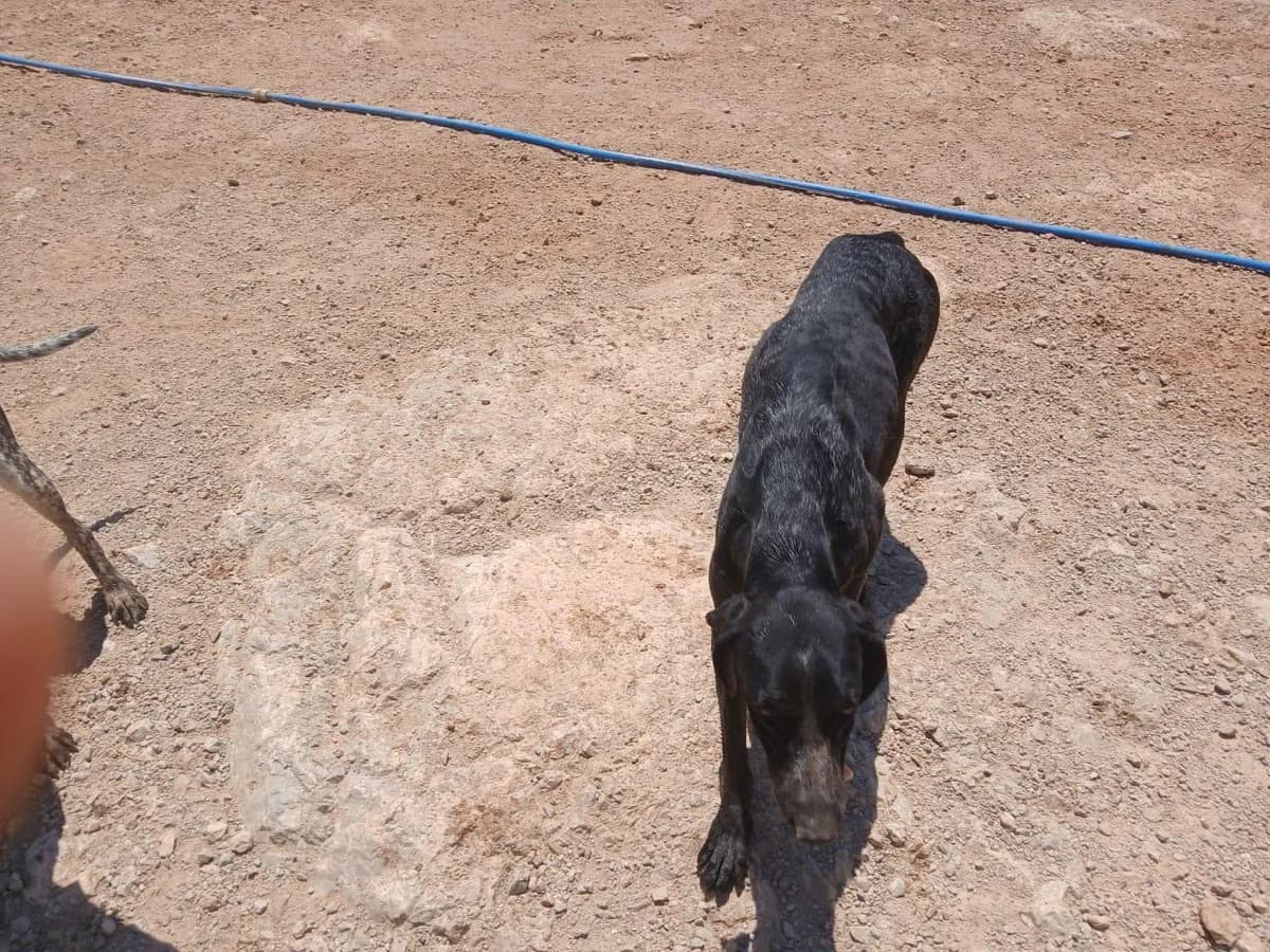 Magda, female 4yo German Shorthaired Pointer for adoption at Notfellchen Rumänien e.V.