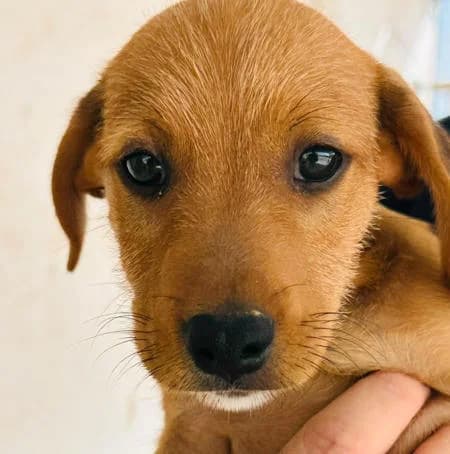 Bobby3, male puppy Podenco for adoption at Notfellchen Rumänien e.V.