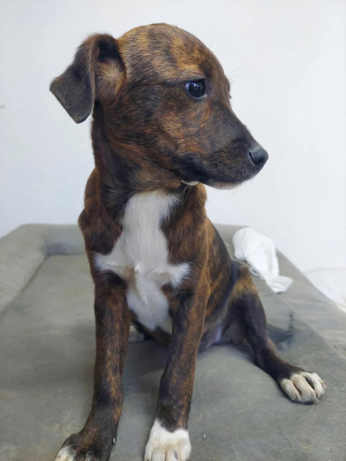 Ronja, female puppy Mixed Breed for adoption at Notfellchen Rumänien e.V.