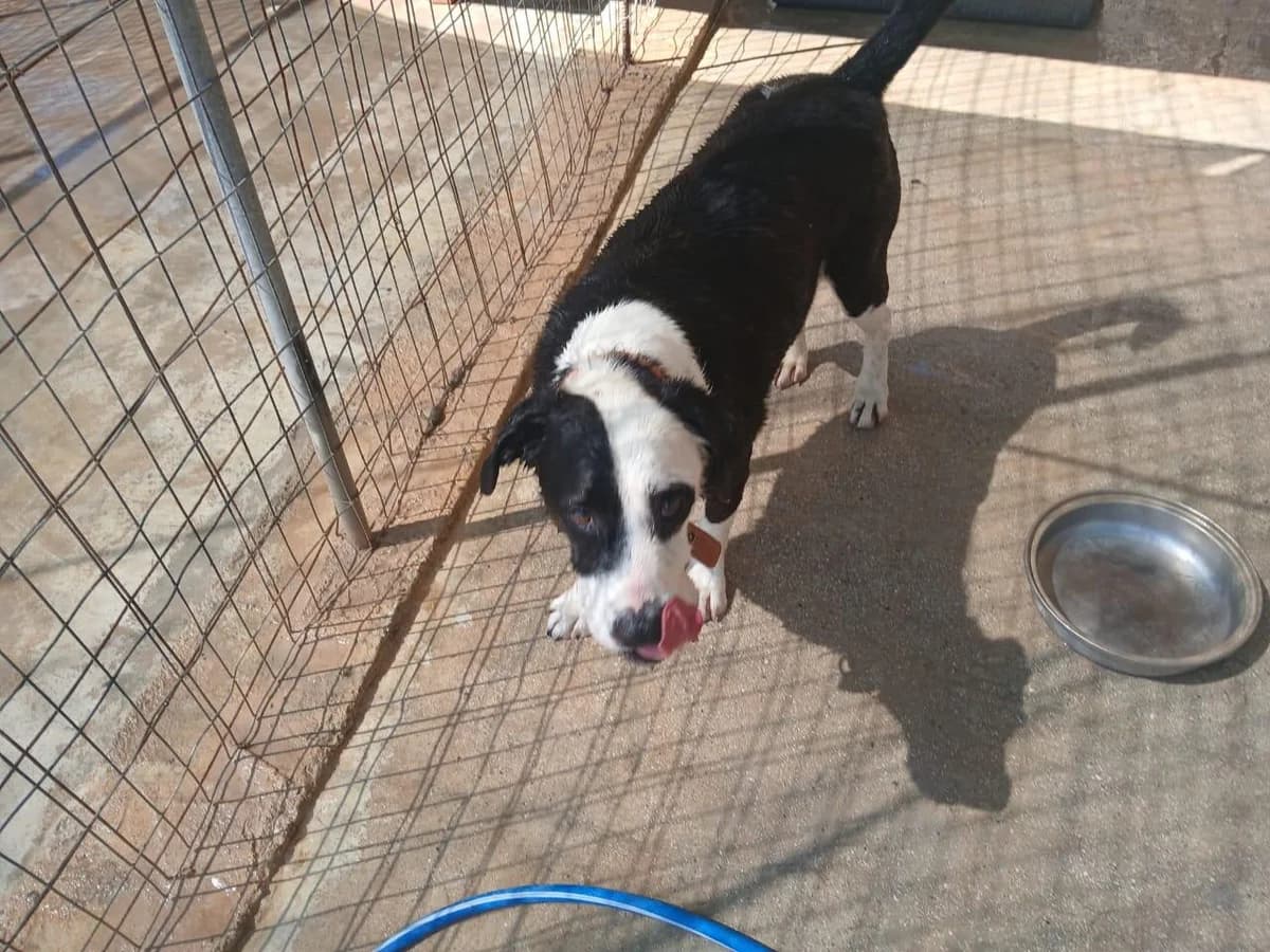 Patch, male 5yo Mixed Breed for adoption at Notfellchen Rumänien e.V.