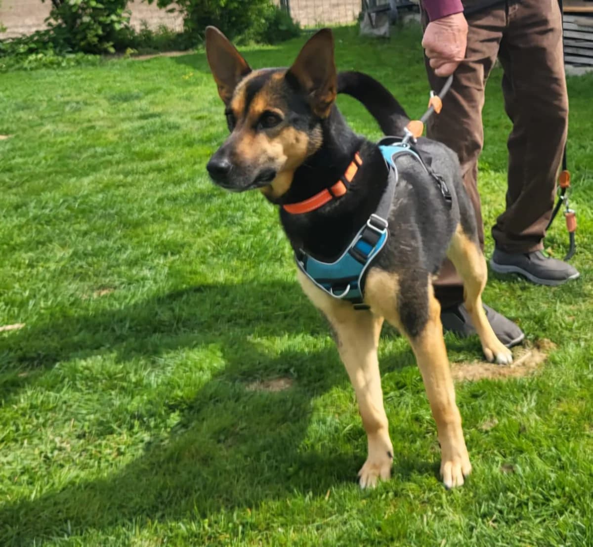 aktive Schäfermix, female 3yo German Shepherd for adoption at Notfellchen Rumänien e.V.