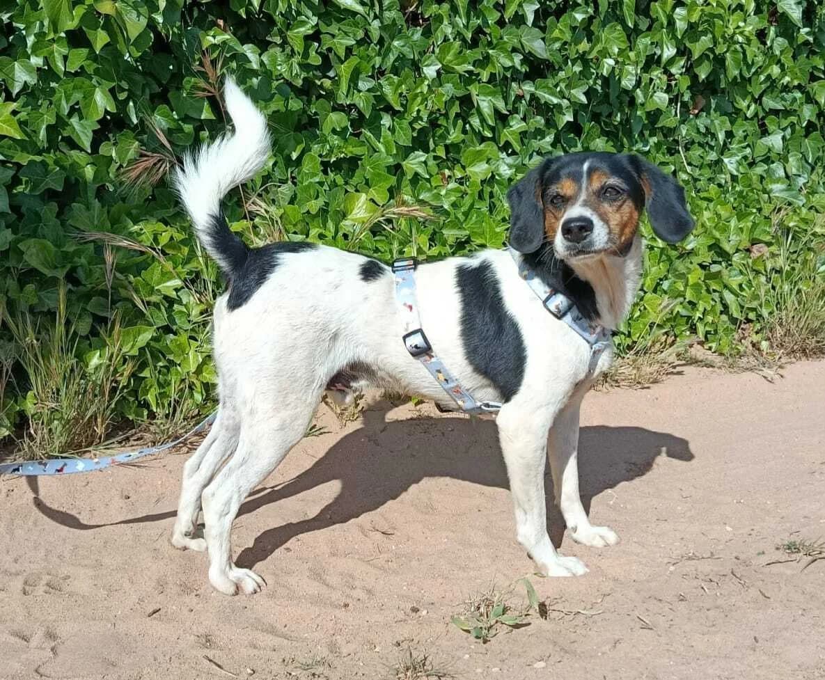 lebenslustiger Beagle, male 3yo Beagle for adoption at Notfellchen Rumänien e.V.
