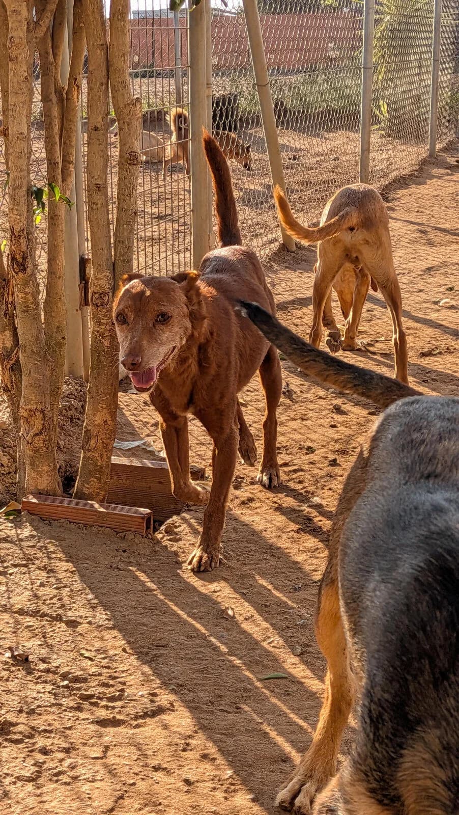 älterer Podencobube mit sehr feinem Charakter, male senior Podenco for adoption at Notfellchen Rumänien e.V.