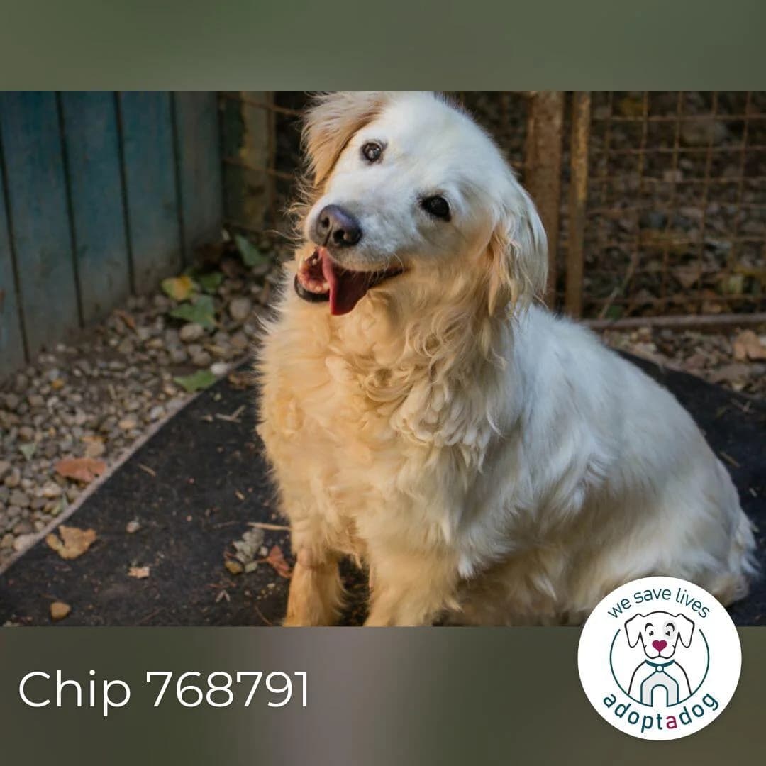 Chip, female senior Golden Retriever for adoption at Notfellchen Rumänien e.V.
