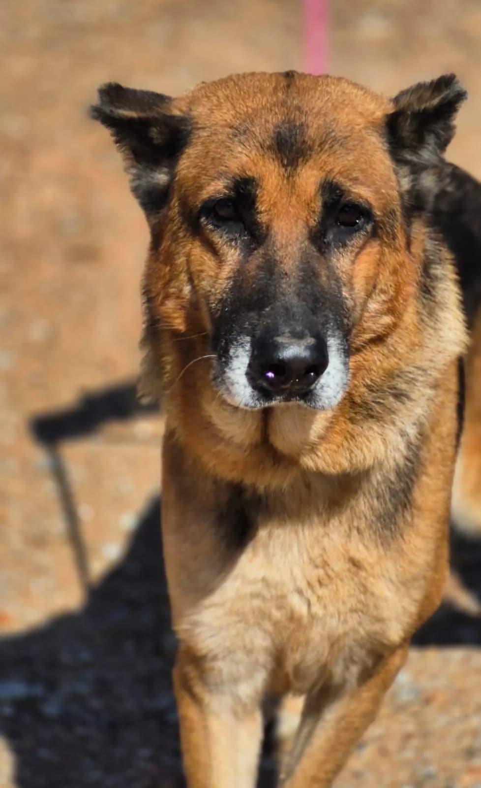 freundliche, female senior German Shepherd for adoption at Notfellchen Rumänien e.V.