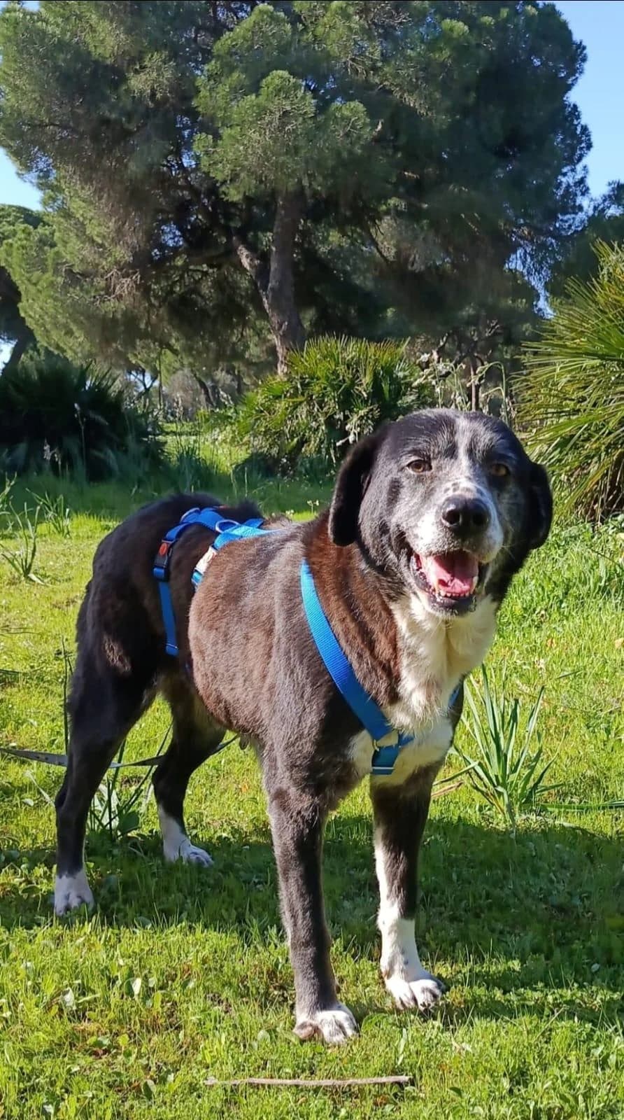 große, female 5yo Mixed Breed for adoption at Notfellchen Rumänien e.V.