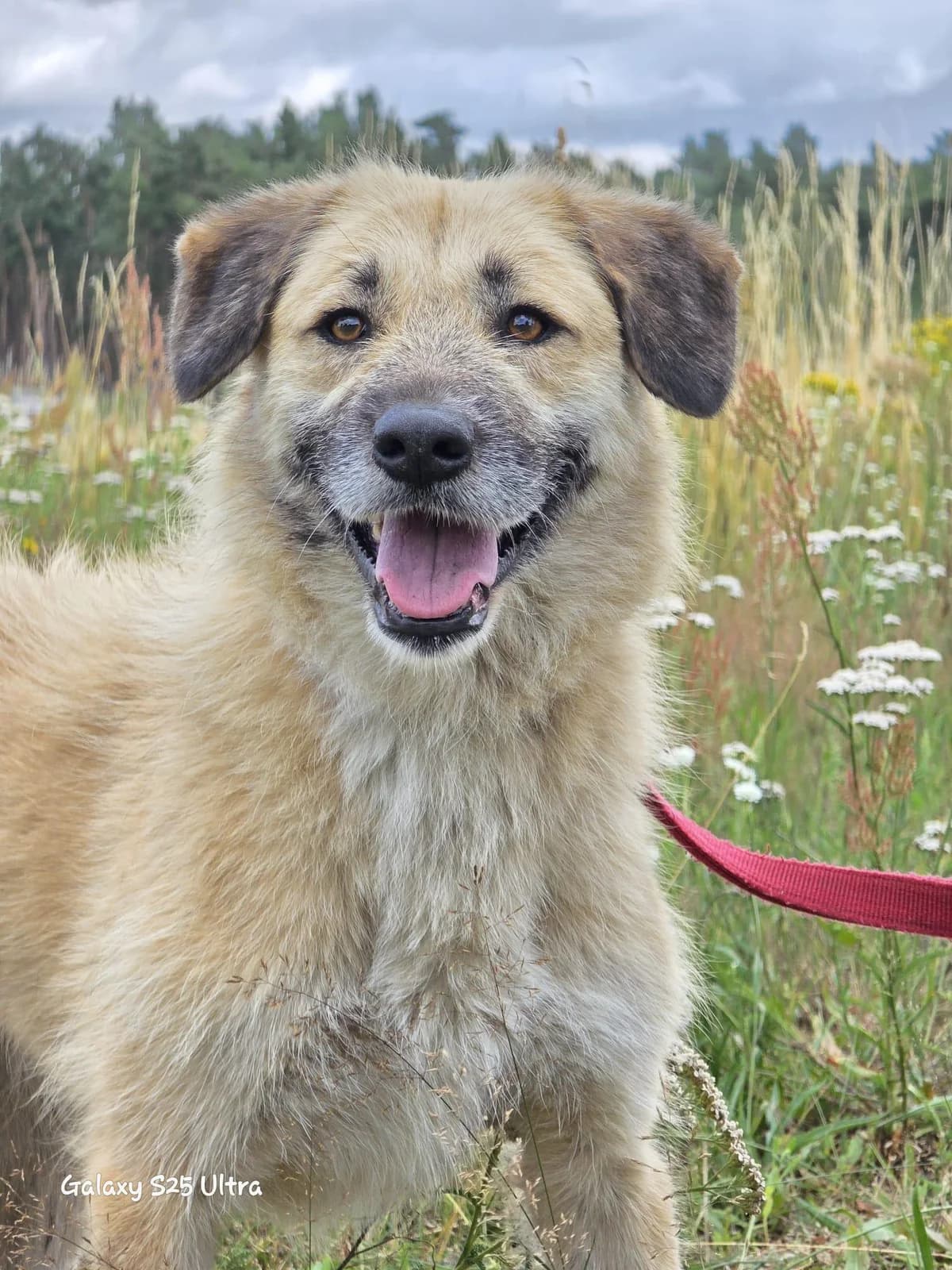 🐾 Missy, female 6yo Mixed Breed for adoption at Notfellchen Rumänien e.V.