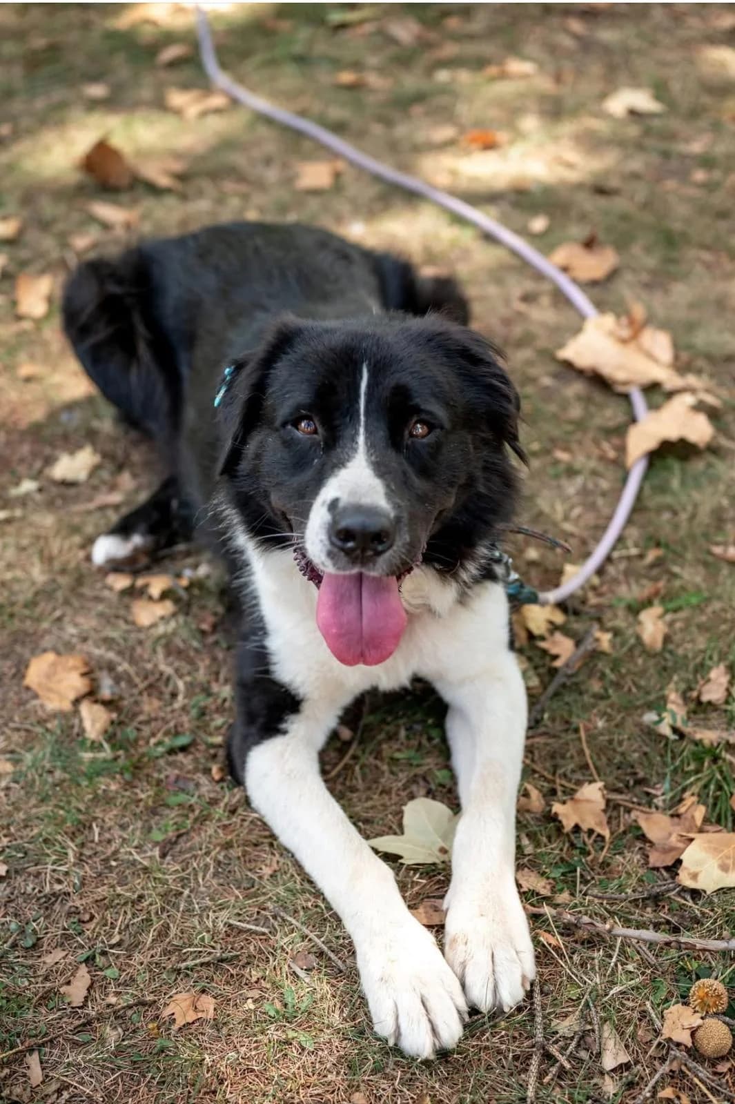 Jessie, female 4yo Border Collie for adoption at Notfellchen Rumänien e.V.