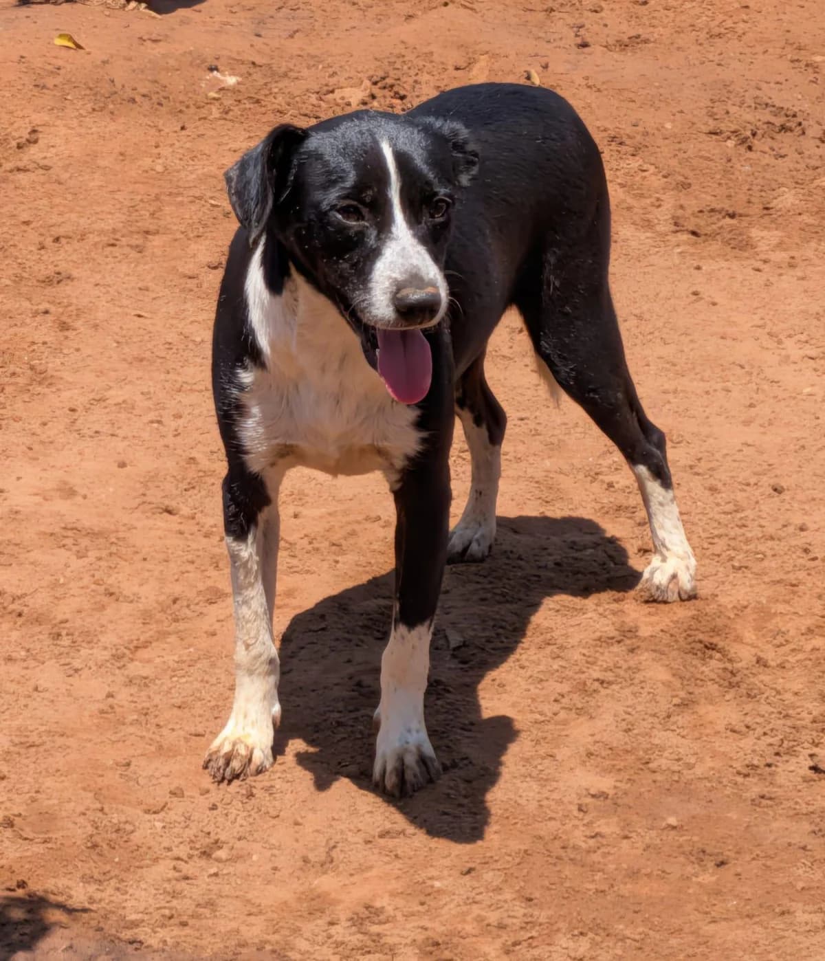 Ray, male 4yo Brittany Spaniel for adoption at Notfellchen Rumänien e.V.
