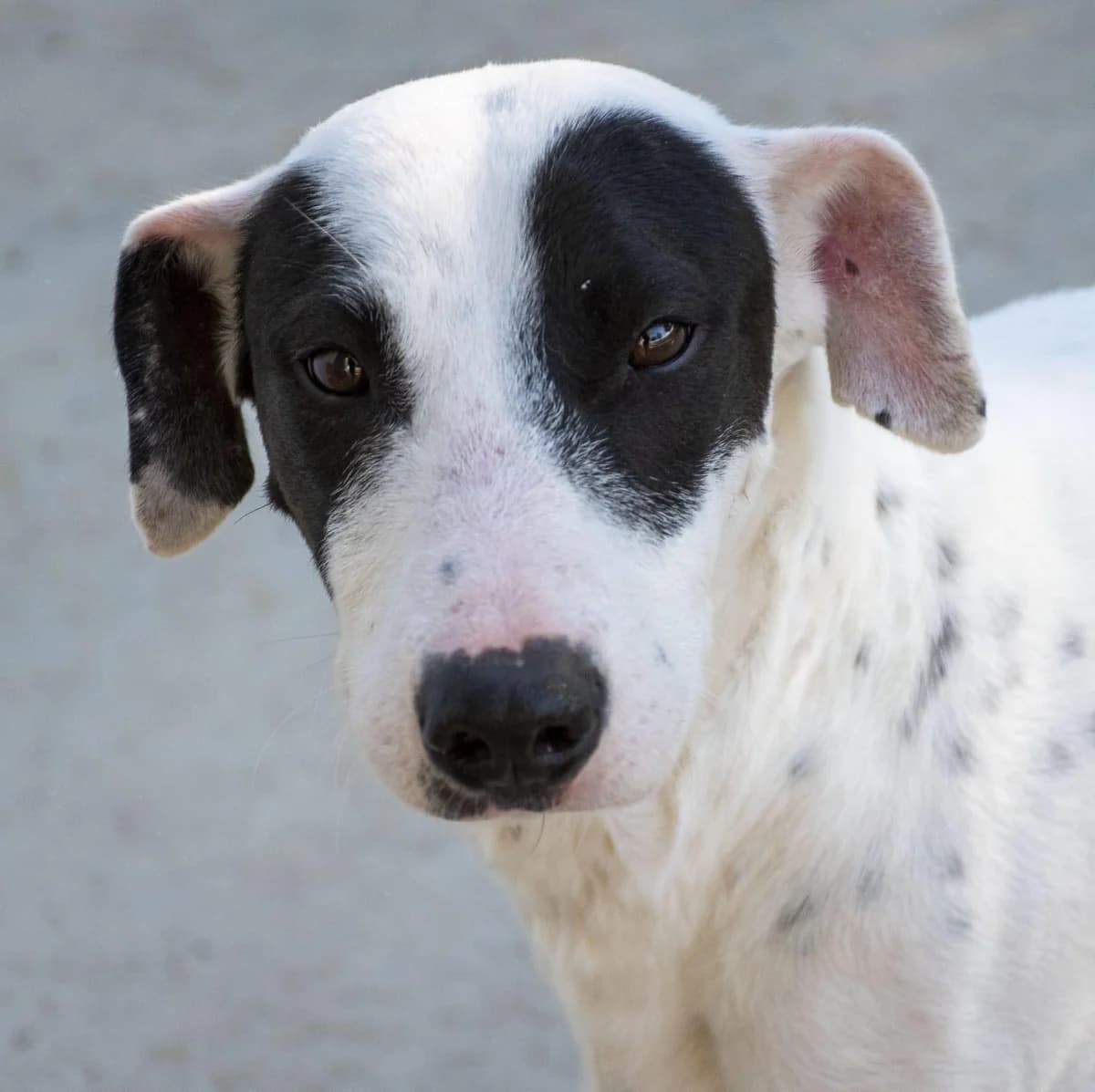💞GALE💞 mit großem Herz (ML), female 7yo Mixed Breed for adoption at Notfellchen Rumänien e.V.