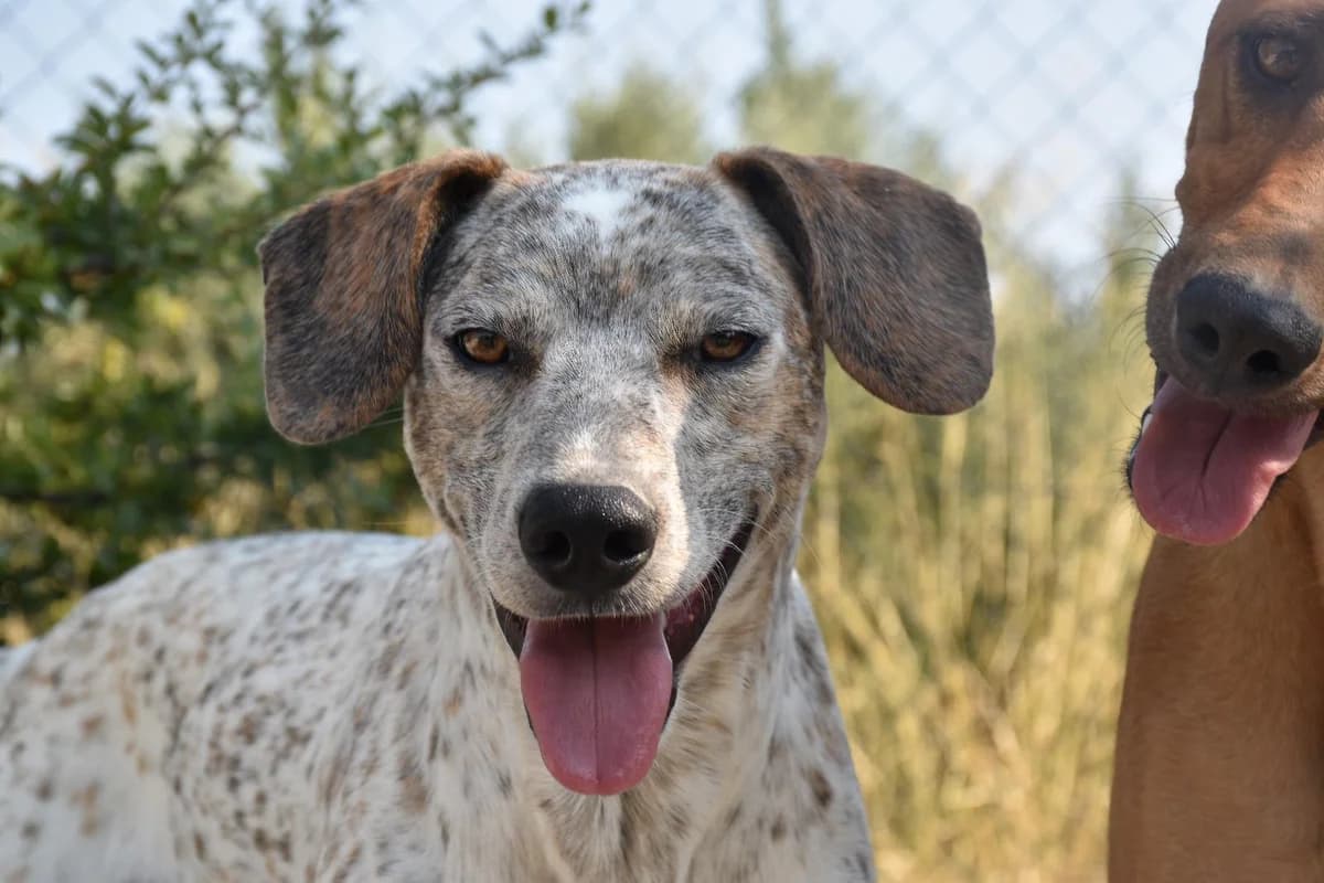 Dali in Plastiktüte Mr, male 5yo Pointer for adoption at Notfellchen Rumänien e.V.