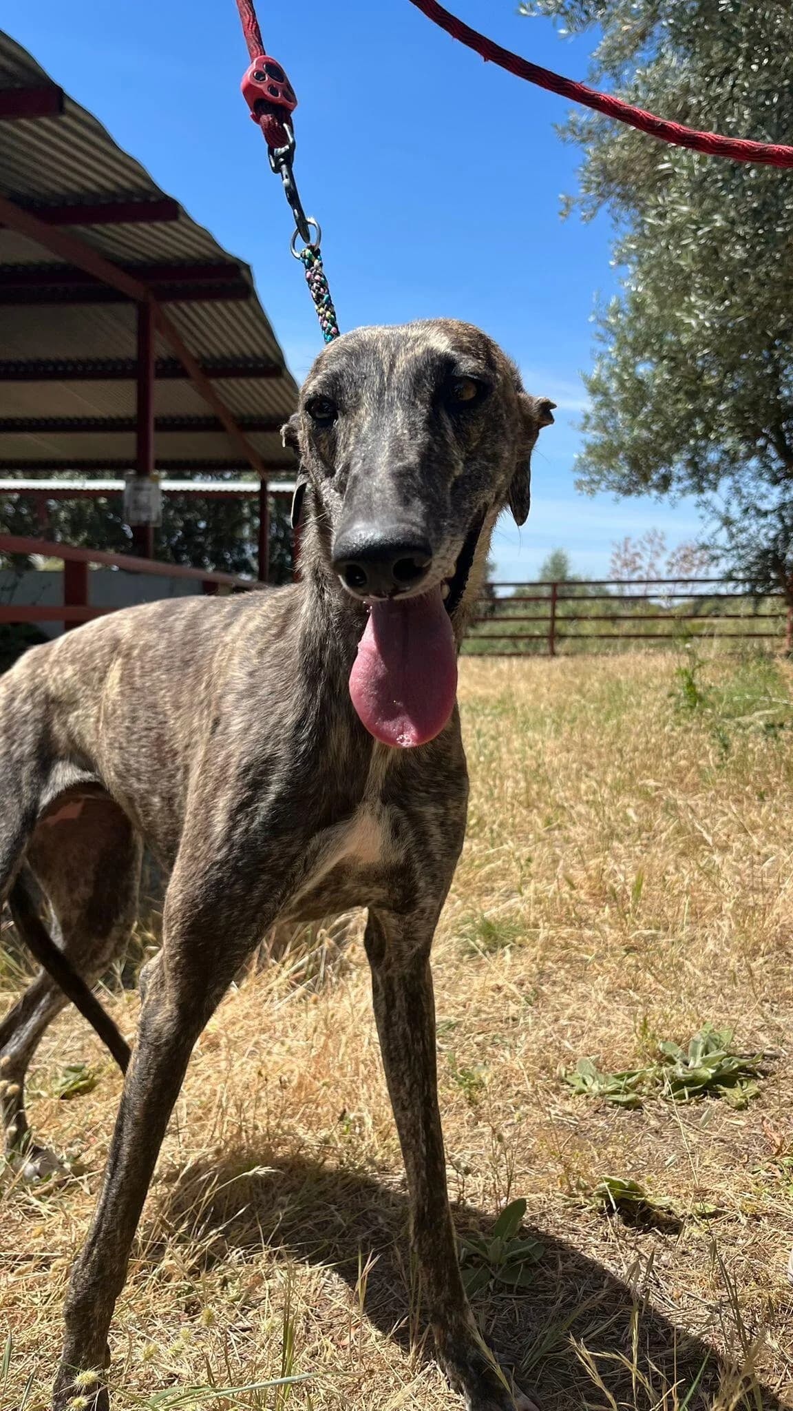 Olivia, female young Galgo Español for adoption at Notfellchen Rumänien e.V.
