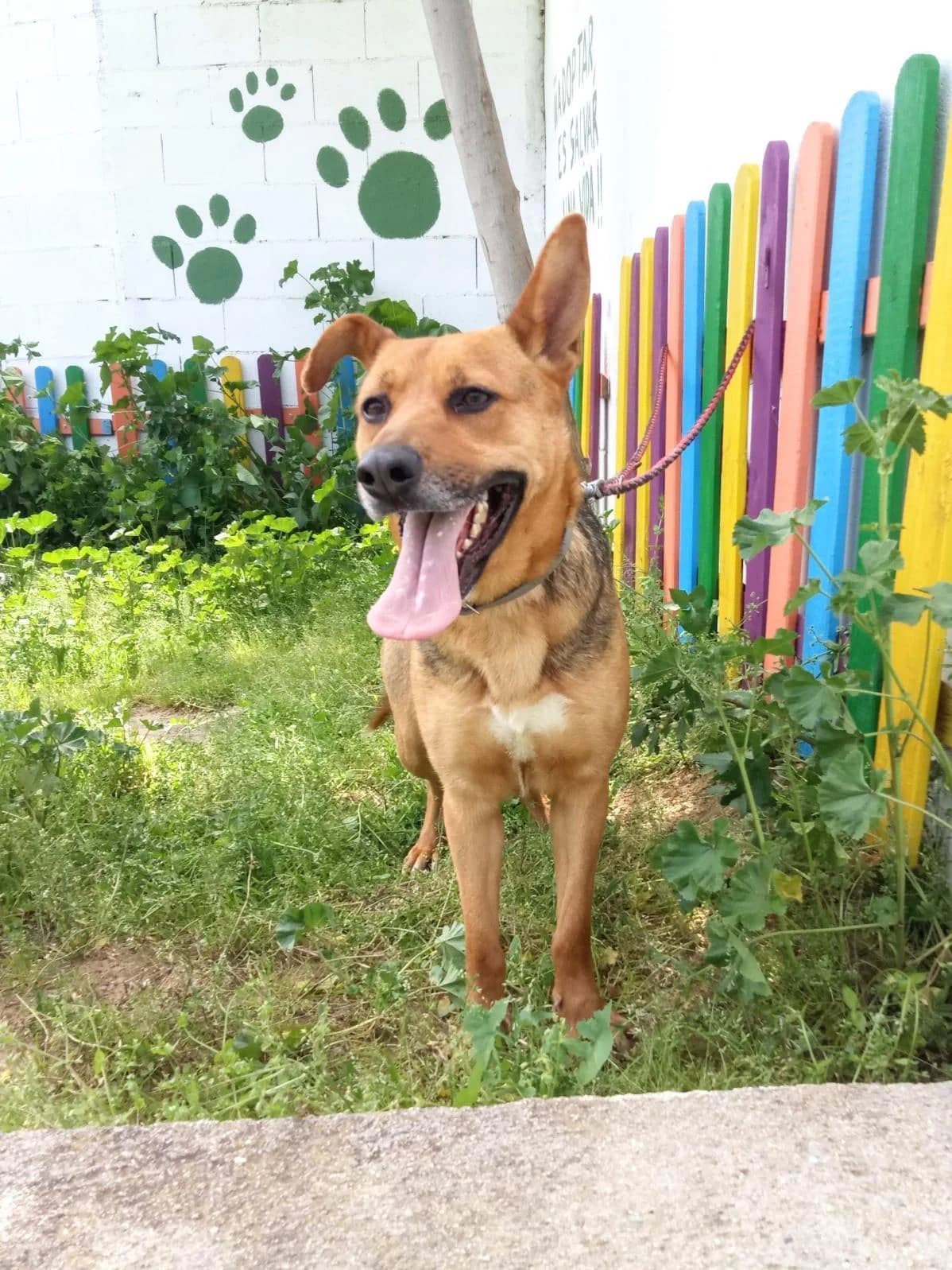 Edhel, female 5yo German Shepherd for adoption at Notfellchen Rumänien e.V.