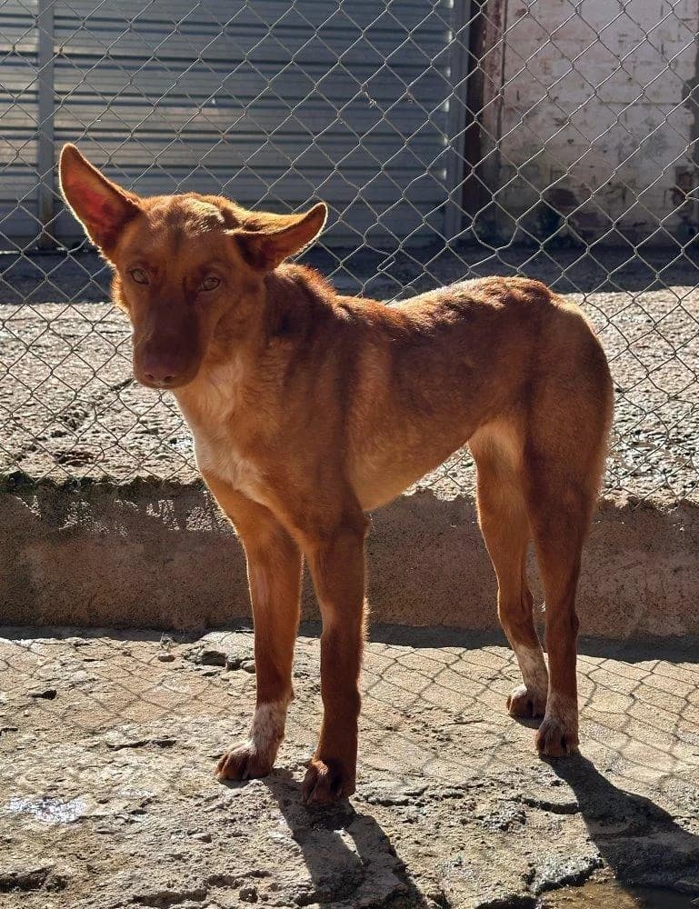 Silvita, female young Mixed Breed for adoption at Notfellchen Rumänien e.V.