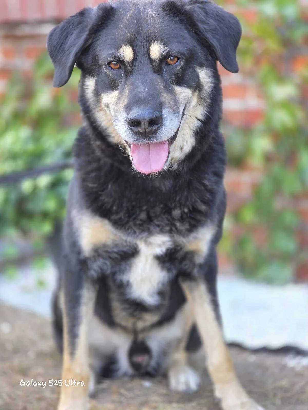 Anjou, male 6yo Mixed Breed for adoption at Notfellchen Rumänien e.V.