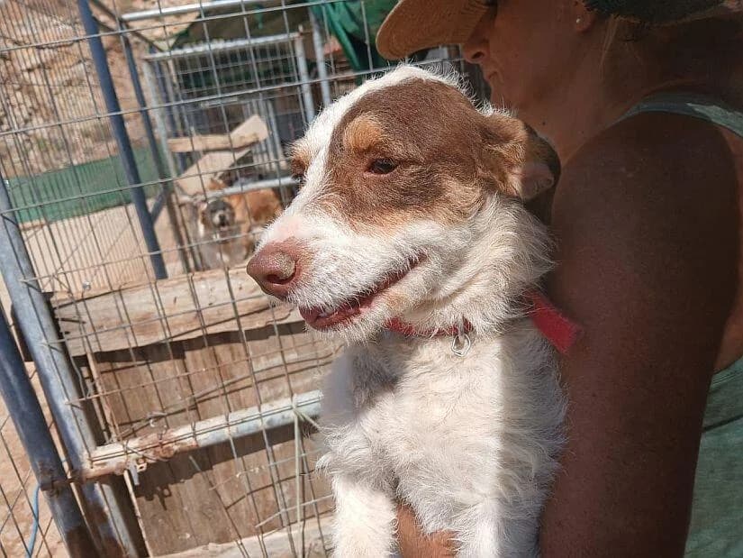 Olia, female young Mixed Breed for adoption at Notfellchen Rumänien e.V.