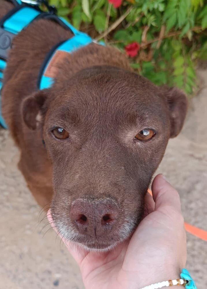 Cacao, weiß male 3yo Labrador Retriever for adoption at Notfellchen Rumänien e.V.