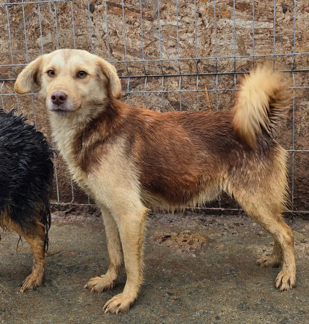Keks, male young Mixed Breed for adoption at Notfellchen Rumänien e.V.